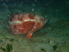 Notolabrus parilus