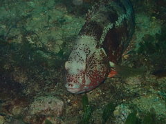 Notolabrus parilus