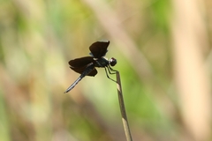 Rhyothemis plutonia
