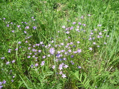 Campanula patula