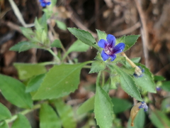 Strobilanthes pavala