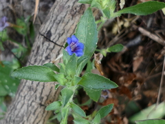 Strobilanthes pavala