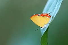 Heliophorus