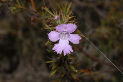 Hemiandra pungens