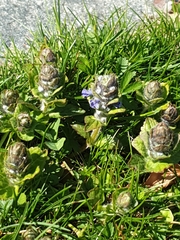 Ajuga pyramidalis