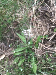 Capsella bursa-pastoris
