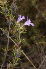 Hemiandra pungens
