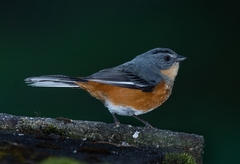 Microspingus lateralis