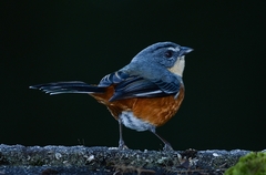 Microspingus lateralis