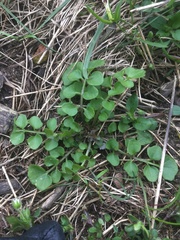 Cardamine hirsuta