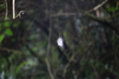 Chrysaeglia magnifica