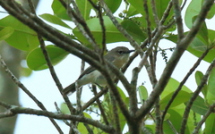Gerygone magnirostris