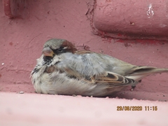 Passer domesticus