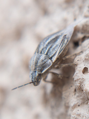 Homaemus parvulus