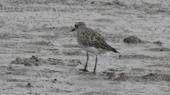 Pluvialis squatarola