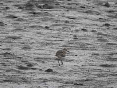 Pluvialis squatarola