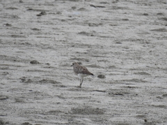 Pluvialis squatarola