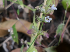 Haplanthodes tentaculatus