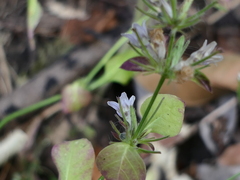 Haplanthodes tentaculatus