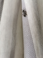 Andrena cineraria