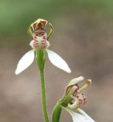 Eriochilus dilatatus