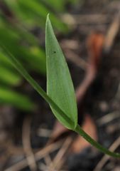 Eriochilus dilatatus