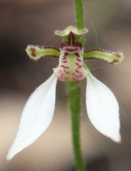Eriochilus dilatatus