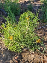 Petrophile multisecta