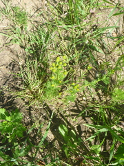 Matricaria discoidea