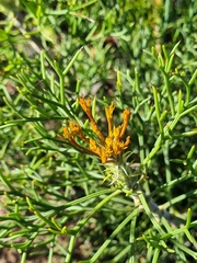 Petrophile multisecta