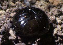 Cynotelopus notabilis