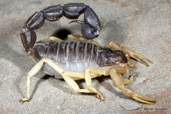 Parabuthus schlechteri