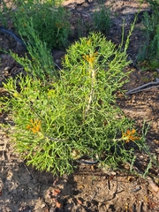 Petrophile multisecta