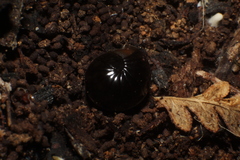 Cynotelopus notabilis