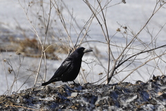 Corvus frugilegus