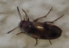 Anaspidinae