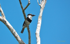 Notharchus hyperrhynchus