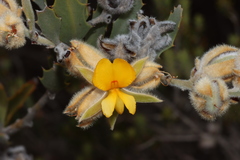 Jacksonia floribunda