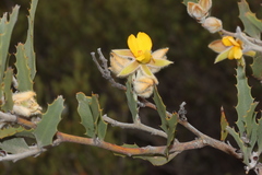 Jacksonia floribunda