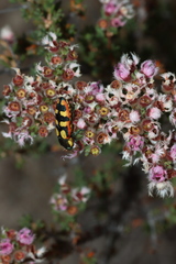 Castiarina pallidiventris