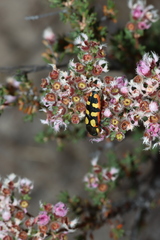 Castiarina pallidiventris