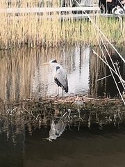 Ardea cinerea