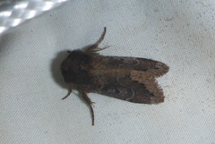 Orthosia garmani