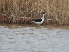 Himantopus himantopus