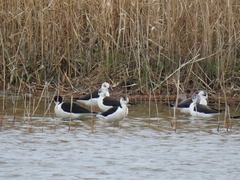 Himantopus himantopus