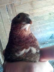 Coturnix