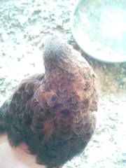 Coturnix