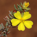 Hibbertia wandoo - Photo (c) Tim Hammer, some rights reserved (CC BY), uploaded by Tim Hammer