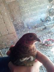 Coturnix