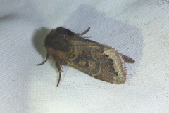 Orthosia garmani
